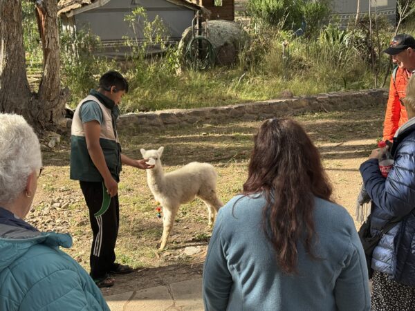 Alpaca Experience - Image 2