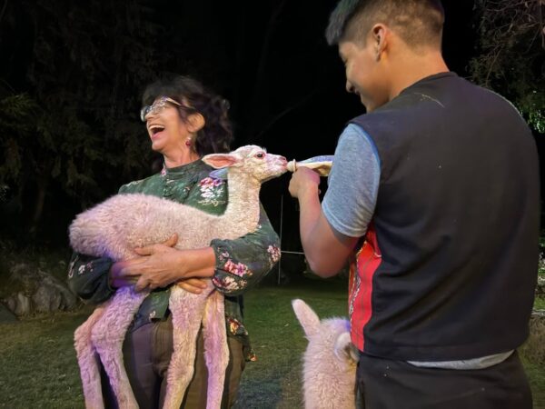 Alpaca Experience